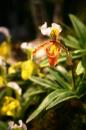 orchidees senat 001 * 4368 x 2912 * (4.52MB)